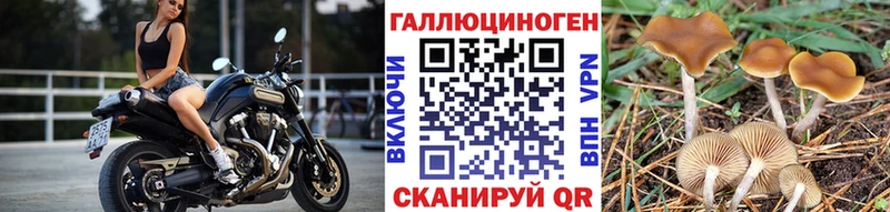 mega как войти  купить   Саки  Псилоцибиновые грибы Cubensis 